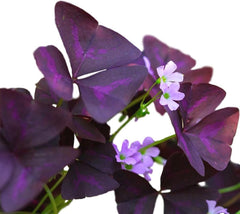 Easy to Grow Oxalis Shamrock 'Iron Cross' Plant Bulbs (20) - Green & Purple Foliage & Pink Flowering Blooms for Indoor & Outdoor Gardens
