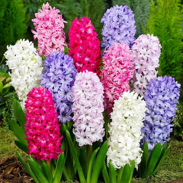 Mixed Color Hyacinth Bulbs - 6 Bulbs - Fragrant hyacinth bulbs