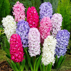 Mixed Color Hyacinth Bulbs - 6 Bulbs - Fragrant hyacinth bulbs