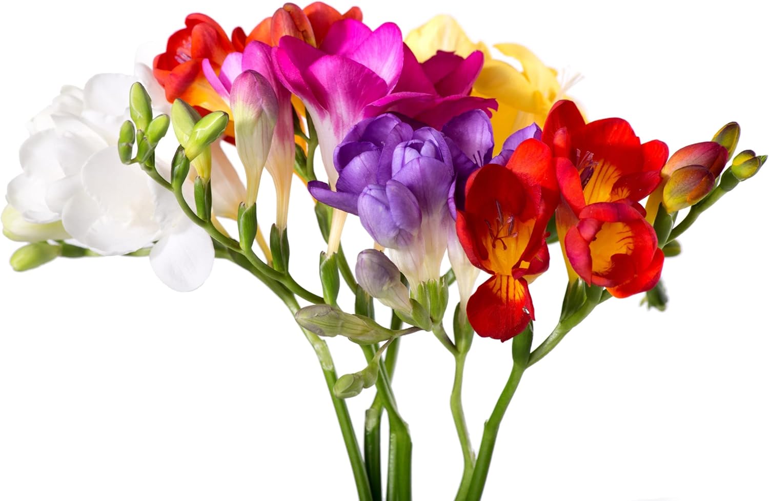 Freesia 'Single Flowering Mix' Plant Bulbs (15 Pack) - Fragrant Colorful Mix Flowering Blooms in Spring Gardens