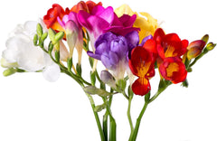 Freesia 'Single Flowering Mix' Plant Bulbs (15 Pack) - Fragrant Colorful Mix Flowering Blooms in Spring Gardens