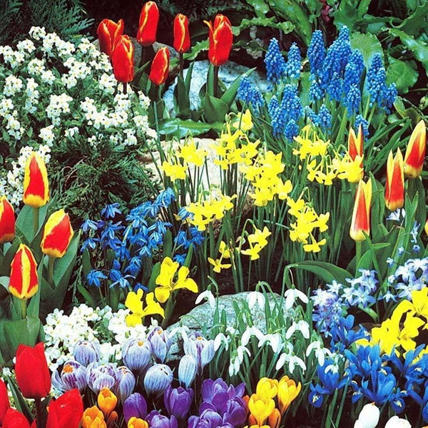 Complete Spring Flower Bulb Garden - 50 Bulbs for 50 Days of Continuous Blooms (Spring Color from March Through June) - Easy to Grow Fall Planting Bulbs