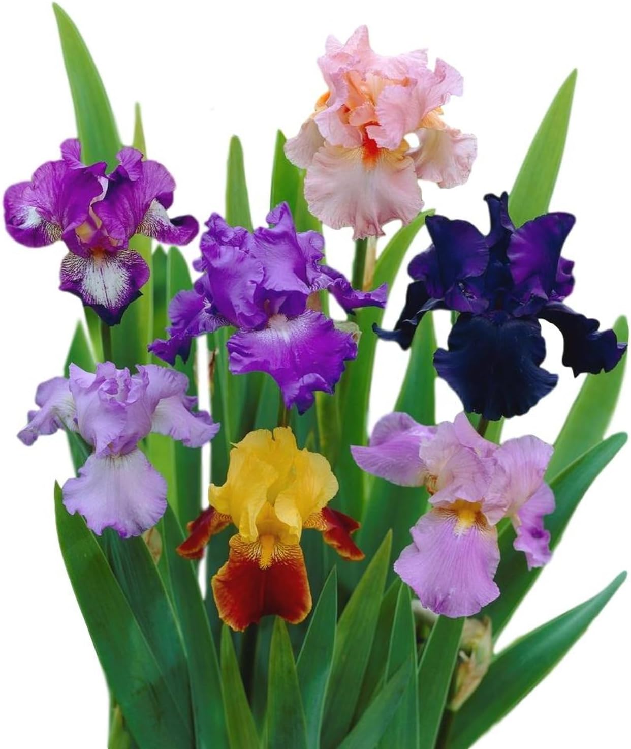 Bearded Iris Califlora 'Colorful Mix' Plant Bulbs (3) - Mixed Colors Flowering Blooms in Spring & Fall Gardens