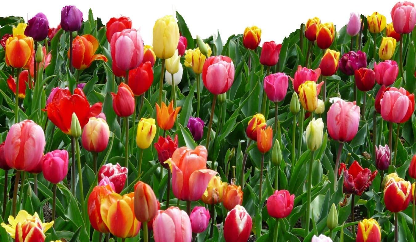 20 Landscape Mixture Tulip Bulbs - Tulipa Triumph