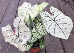 Dwarf Candidum Jr Caladium Bulb - Fancy Leaf Caladium - 1 Caladium Root - Seedsplant