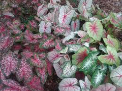 Caladium, Bulb, Fancy Mix, Pack of 3 (Three), Easy to Grow, Colorful Mix, HOSTA Size 3cm+