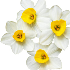 Narcissus Paperwhite 'Wintersun' (10 Pack) Large Plant Bulbs for Indoor Forcing - Fragrant White & Yellow Indoor Flowering Blooms for Holidays