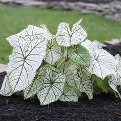 Dwarf Candidum Jr Caladium Bulb - Fancy Leaf Caladium - 1 Caladium Root - Seedsplant