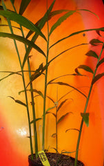 Live 10 Rhizomes of Edible Ginger Roots Zingiber Zingiber Officinale for Growing Over 1/2 LB.