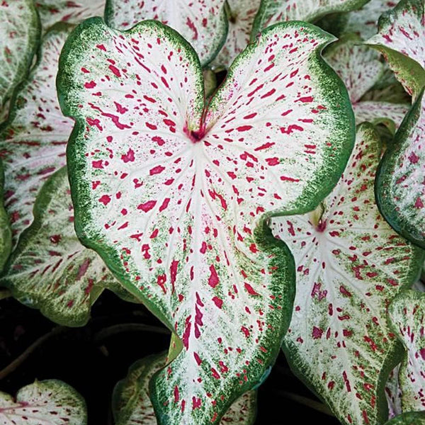 3 Gingerland Caladium Bulbs - Dwarf Fancy Leaf Caladium - 3 Caladium Roots