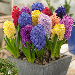 Mixed Color Hyacinth Bulbs - 6 Bulbs - Fragrant hyacinth bulbs