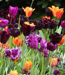 Tulipa Fringed Fringed Mixture Tulip Bulbs Size 11/12 for Planting - Easy to Grow, Plant in Fall, Winter or Early Spring (10 Bulbs)