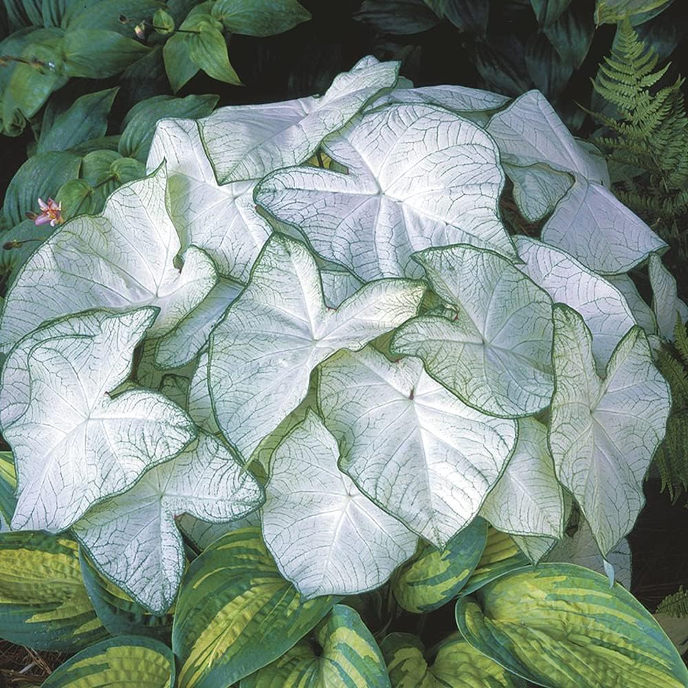 3 Florida Moonlight Caladium Bulbs - Fancy Leaf Caladium - 3 Caladium Roots