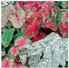 5 Large Caladium Mixed Colors Bulbs - Bare Root - Vibrant Caladiums for Garden and Pots - Hardy in Zones 9-11 - Colorful Caladium Plants for Shaded Areas