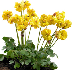 Easy to Grow Oxalis Shamrock 'Iron Cross' Plant Bulbs (20) - Green & Purple Foliage & Pink Flowering Blooms for Indoor & Outdoor Gardens