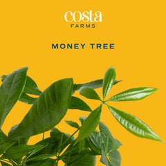 Costa Farms Money Tree (Pachira Aquatica) Live Indoor Bonsai-Style Plant, 8-12 Inches Tall, Braided Trunk Houseplant in Decorative Pot, Easy Care Pet-Friendly Decor