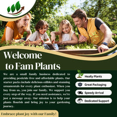 Elephant Ear Plants | Black Magic | (4-Pack) Easy-to-Grow Live Colocasia Plants, Perfect for Indoor/Outdoor Gardens, 3-8 inches Height - Seedsplant