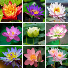 35+ Bonsai Lotus Flower Seeds for Home Planting Ornamental, Mixed Pink & Red Flower, Aquatic Plant for Courtyard, Hotel, Goldfish Pond, Water Lily Seeds