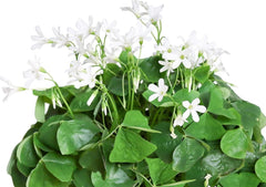 Easy to Grow Oxalis Shamrock 'Iron Cross' Plant Bulbs (20) - Green & Purple Foliage & Pink Flowering Blooms for Indoor & Outdoor Gardens