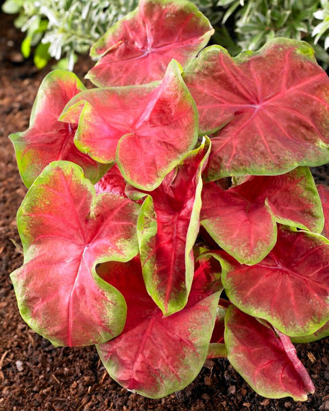 3 Freida Hemple Caladium Bulbs for Planting - Perennial Hosta, Elephant Ears, Fancy (3 Bulbs)