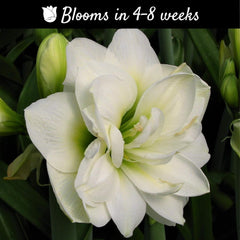 Amaryllis 'Snow Drift' Plant Bulb (1 Pack 24/26cm) - Double White & Cream Flowering Blooms for Indoor & Outdoor Gardens