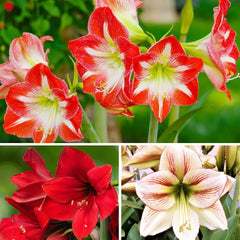 Amaryllis 'Double Record' Plant Bulb (1 Pack 24/26cm) - Large Red & White Double Flowering Blooms for Holiday Indoors & Outdoor Gardens