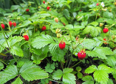 250+ Wild Strawberry Seeds Fragaria Vesca Fresh Fruits Garden Planting