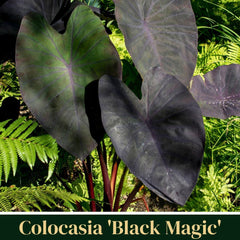 Elephant Ear Plants | Black Magic | (4-Pack) Easy-to-Grow Live Colocasia Plants, Perfect for Indoor/Outdoor Gardens, 3-8 inches Height - Seedsplant