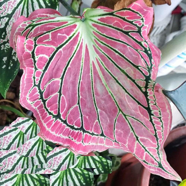 3 Pink Symphony Caladium Bulbs - Fancy Leaf Caladium - 3 Caladium Roots