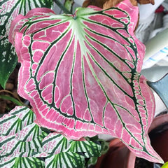Pink Symphony Caladium Bulb - Fancy Leaf Caladium Large  Bulbs Wholesale 2 Bulbs