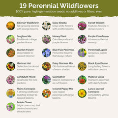 All Perennial Wildflower Mixed Seeds for Planting, 1/4 lb, 120,000+ Seeds with Lupine, Shasta Daisy | Attracts Pollinators, Plant in Spring or Fall, Zones 3, 4, 5, 6, 7, 8, 9, 10 wildflower seeds