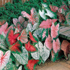 Caladium Bulbs for Planting - Fancy Leaf Mixed Caladium Large Bulbs for Planting Bulk Spring Bulbs to Plant in Spring Bulbs for Planting Outdoors - Elephant Ears Bulbs Size 4-7cm