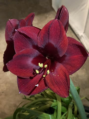 Black Pearl Amaryllis Bulb - Single Blooming Amaryllis, Easy to Grow Bulbs Size:24cm+ - Seedsplant