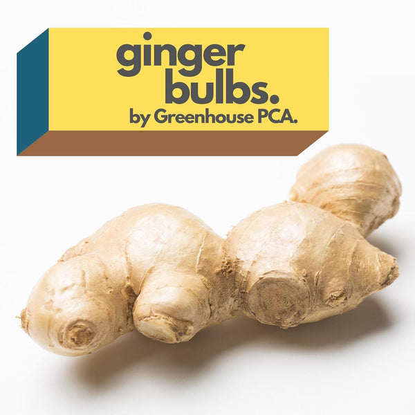 Fresh Culinary Ginger Root Plant Starts, Great for Eating Fresh for Sushi, Cooking, Healthy and Tasty. Easy to Grow