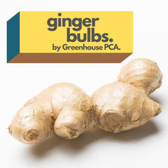 Fresh Culinary Ginger Root Plant Starts, Great for Eating Fresh for Sushi, Cooking, Healthy and Tasty. Easy to Grow