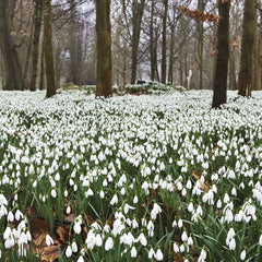 Snowdrops Bulbs - White Flowers, Perennial Snowdrops Galanthus Ikariae | Early Spring Blooms - Easy to Grow Size over 14cm+