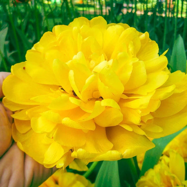 Yellow Majesty  Tulip