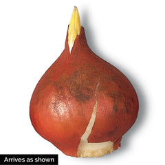 Apeldoorn Perennial Tulip