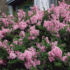 Josee Lilac Bundle