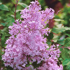 Josee Reblooming Lilac Plant
