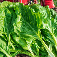 Perpetual Swiss Chard Seed