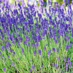 Phenomenal™ Lavender