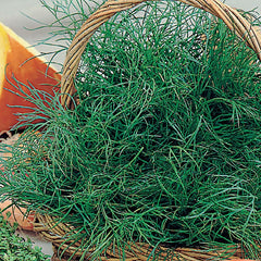 Dill, Fernleaf Seeds, 400mg