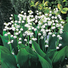 Lily of the Valley Plant