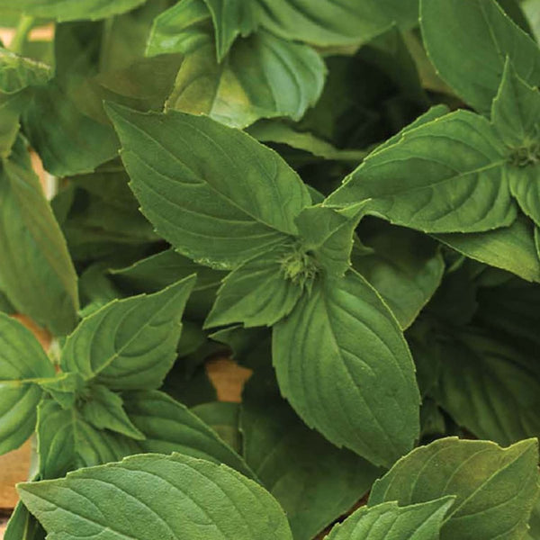 Basil, Lemon Seeds, 400mg