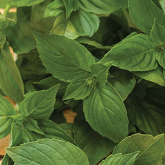 Basil, Lemon Seeds, 400mg
