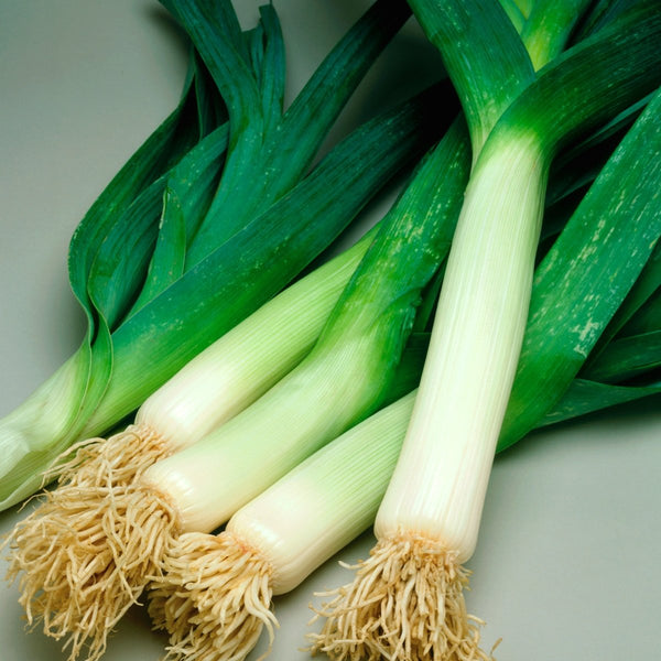 Leek, American Flag Seeds, 1.4g
