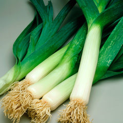 Leek, American Flag Seeds, 1.4g