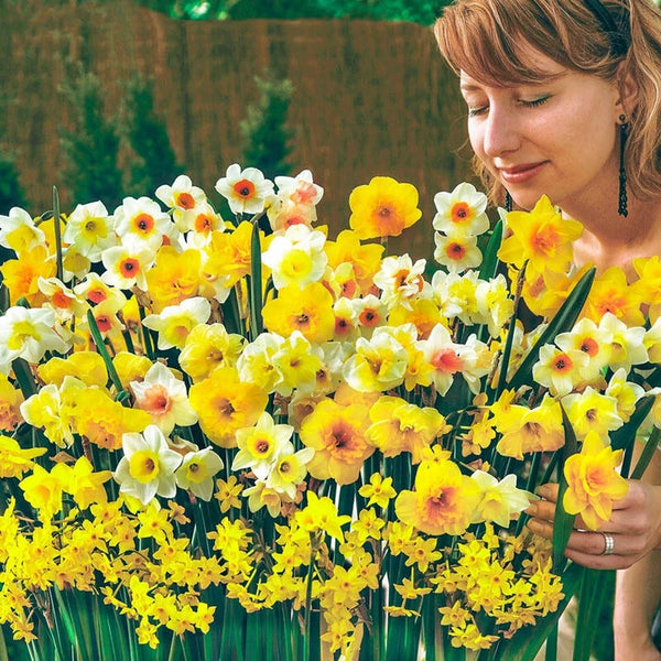 Spectrum Sweet Aroma  Daffodil Mixture
