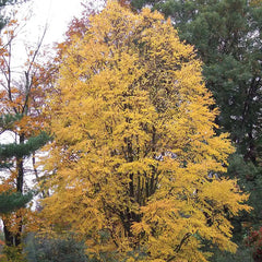 Katsura Tree
